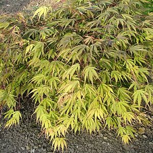 Acer palmatum 'Nicholsonii' 60-80 cm 20L breed