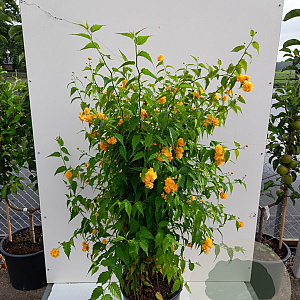 Kerria japonica 'Pleniflora' 150-175 cm 20L