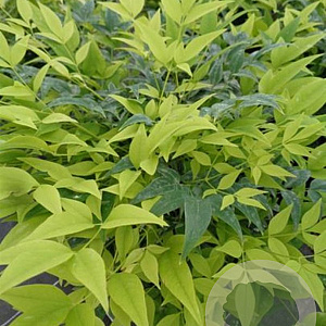 Nandina domestica 'Magical Lemon Lime' 30-40 cm 20L