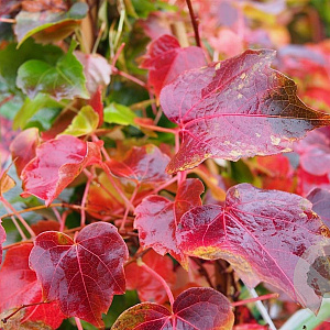 Parthenocissus tricuspidata 'Veitch. Robusta' 200-250 cm 30L 3 stok