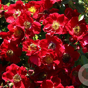 Rosa 'Bienenweide Rot' A kwaliteit C1.5 eigen wortel