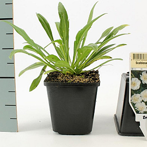 Scabiosa cauc. 'Perfecta Alba' GM P9