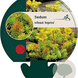Sedum reflexum 'Angelina' GM P9