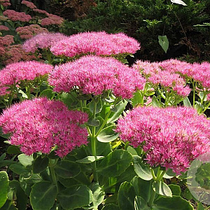 Sedum spectabile 'Rosenteller' GM P9