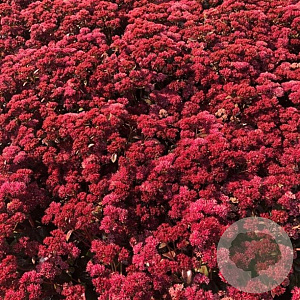 Sedum telep. 'Marina' GM P9