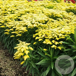 Solidago Sweety GM P9