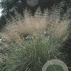 Sporobolus wrightii GM P9