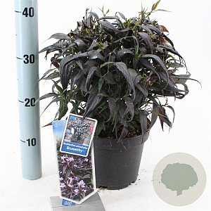 Strobilanthes anisop. Brunetthy 25-30 cm 3,0L
