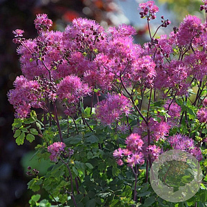 Thalictrum a. 'My Little Favourite' GM P9