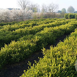 Buxus micr. 'Faulkner' 50-60 cm 20L bol
