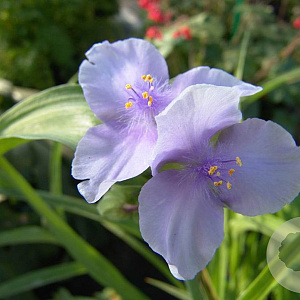 Tradescantia (A) 'Little Doll' GM P9