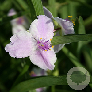Tradescantia 'Pink Chablis' GM P9