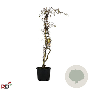 Corylus a. 'Contorta' 80-100 cm 12L kegel
