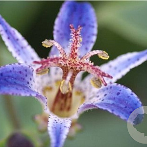 Tricyrtis 'Blue Wonder' GM P9