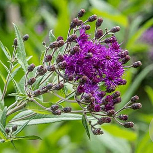 Vernonia gigantea GM P9