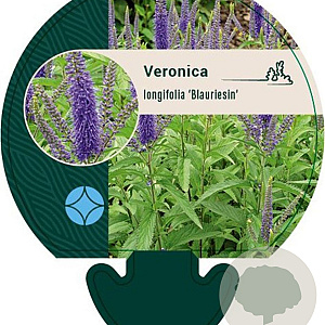 Veronica longif. 'Blauriesin' GM P9