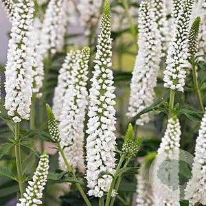 Veronica longif. 'Melanie White' GM P9