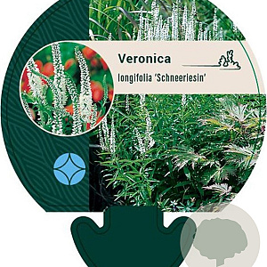 Veronica longif. 'Schneeriesin' GM P9