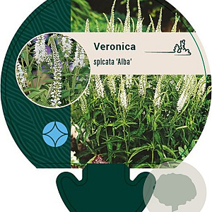 Veronica spic. 'Alba' GM P9