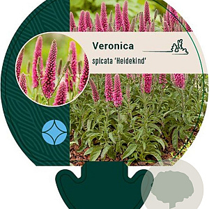 Veronica spic. 'Heidekind' GM P9