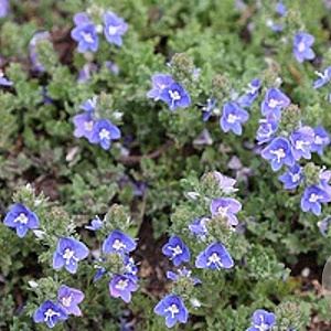 Veronica 'Tidal Pool' GM P9