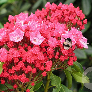 Kalmia lat. 'Kardinal' 25-30 cm 4,0L