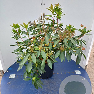 Kalmia lat. 'Sterntaler' 25-30 cm 4,0L
