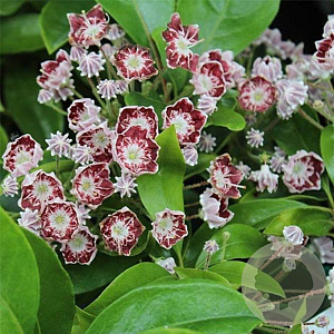Kalmia lat. 'Tad' 25-30 cm 4,0L