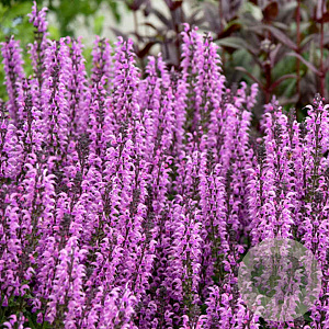 Salvia 'Back to the Fuchsia' GM P9