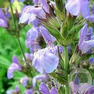Salvia lavandulifolia GM P9