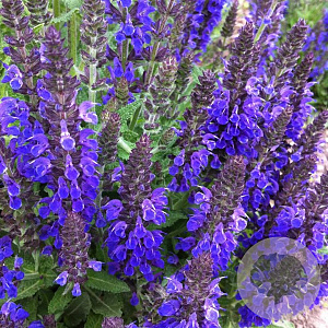 Salvia nem. 'Haeumanarc' GM P9