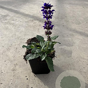 Salvia nem. 'Mainacht' GM P9