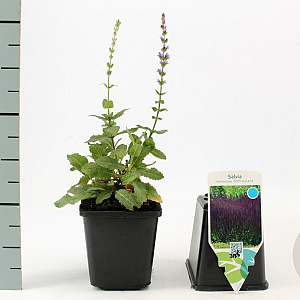 Salvia nem. 'Ostfriesland' GM P9