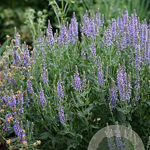 Salvia sylv. 'Heaven in Blue' GM P9