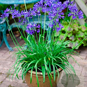 Agapanthus Brilliant Blue GM P9