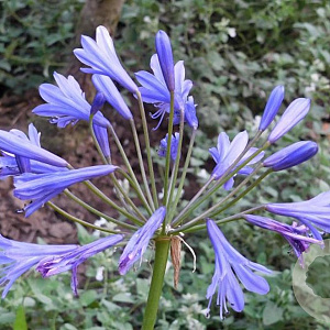 Agapanthus 'Tornado' GM P9