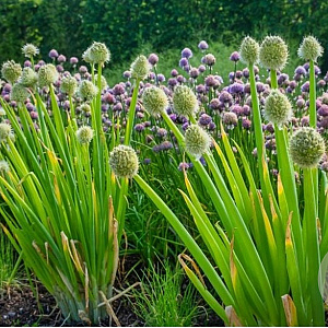 Allium fistulosum GM P9