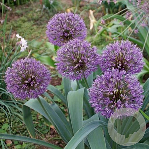 Allium 'Powder Puff' GM P9