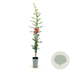 Pyracantha cocc. 'Red Column' 80-100 cm 2,5L
