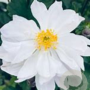 Anemone h. Fantasy Rapunzel GM P9