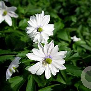 Anemone nem. 'Blue Eyes' GM P9