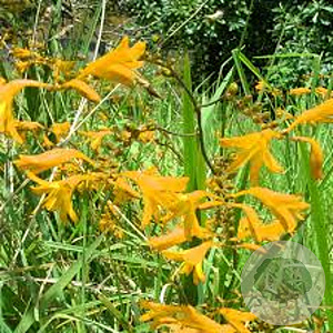 Crocosmia 'Norwich Canary' GM P9