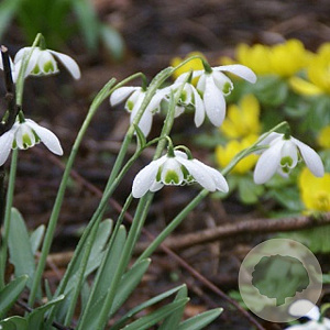 Galanthus plicatus (dou) 'Dionysus' GM P9