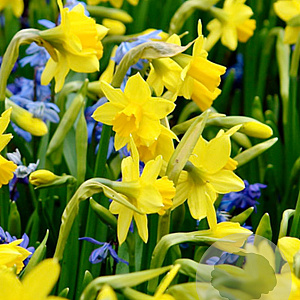 Narcissus (otr) 'Tête-à-Tête' GM P9