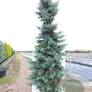 Cupressus ariz. 'Glauca' 175-200 cm 20L