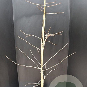 Ginkgo biloba 175-200 cm 10L