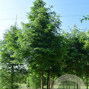 Metasequoia glyptostroboides 16-18 HO draadkluit 200 cm stam LEIVORM