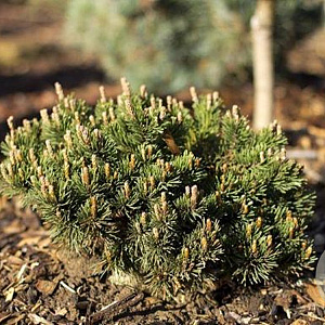 Pinus mugo 'Klosterkötter' 40-50 cm 20L breed