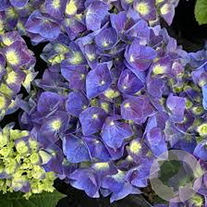Hydrangea macrophylla 'Jip Blue' 60-80 cm 20L breed