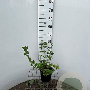 Euonymus fort. 'Vegetus' 30-40 cm 2,5L